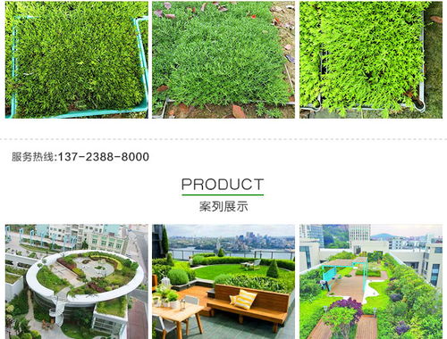 黃金佛甲草的市場價格、種植與應用——以創(chuàng)晟環(huán)保為例
